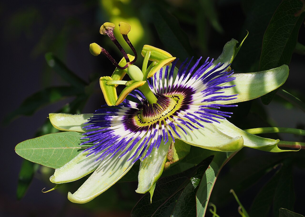 Passiflora caerulea (Blue Passion Flower)