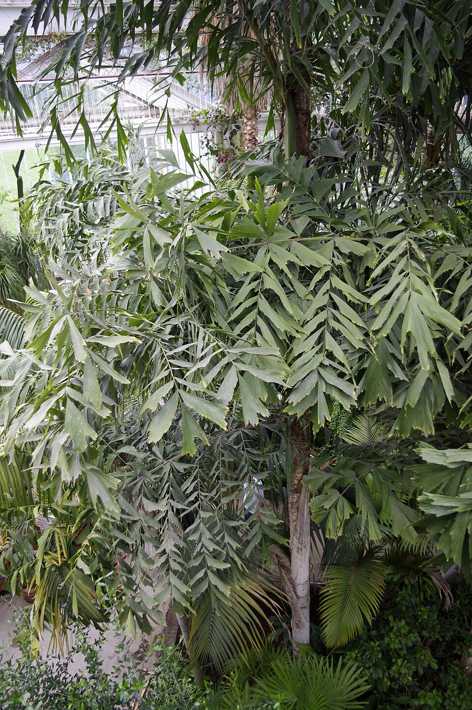 Caryota (Fishtail palms) (alternate view 3)