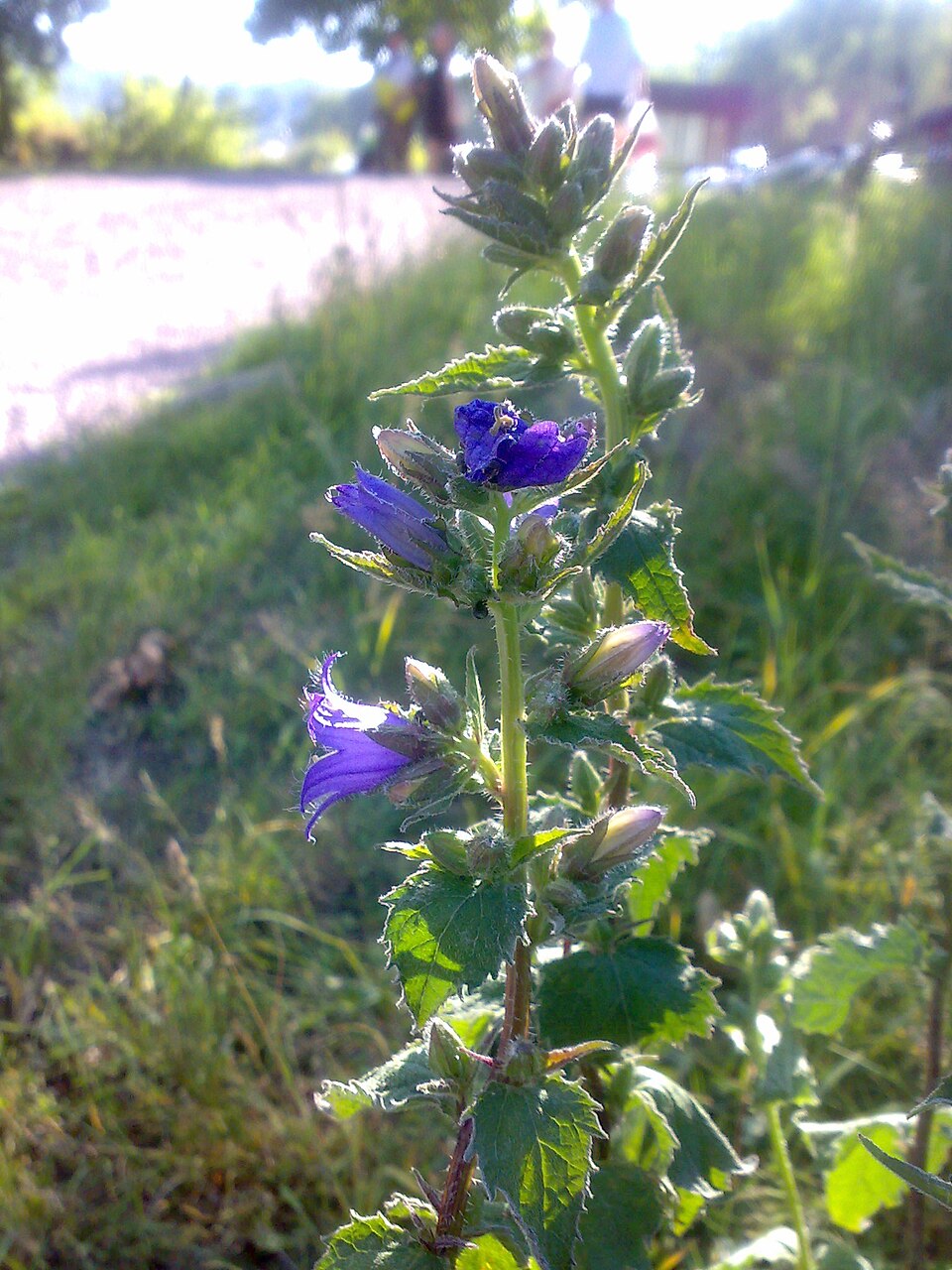 Campanula trachelium (Nettle-leaved Bellflower)