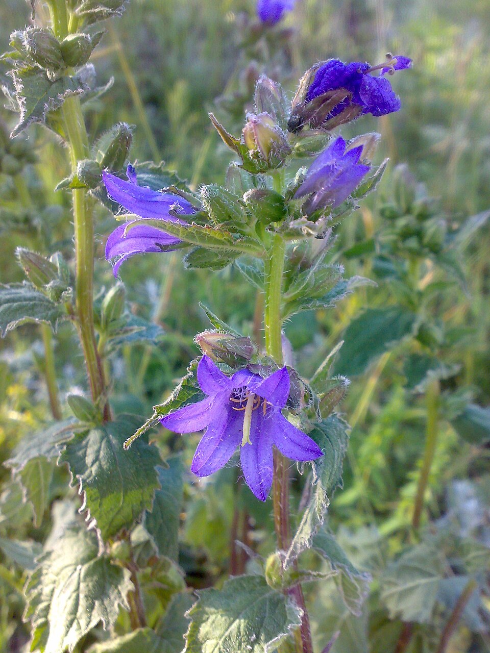 Campanula trachelium (Nettle-leaved Bellflower)