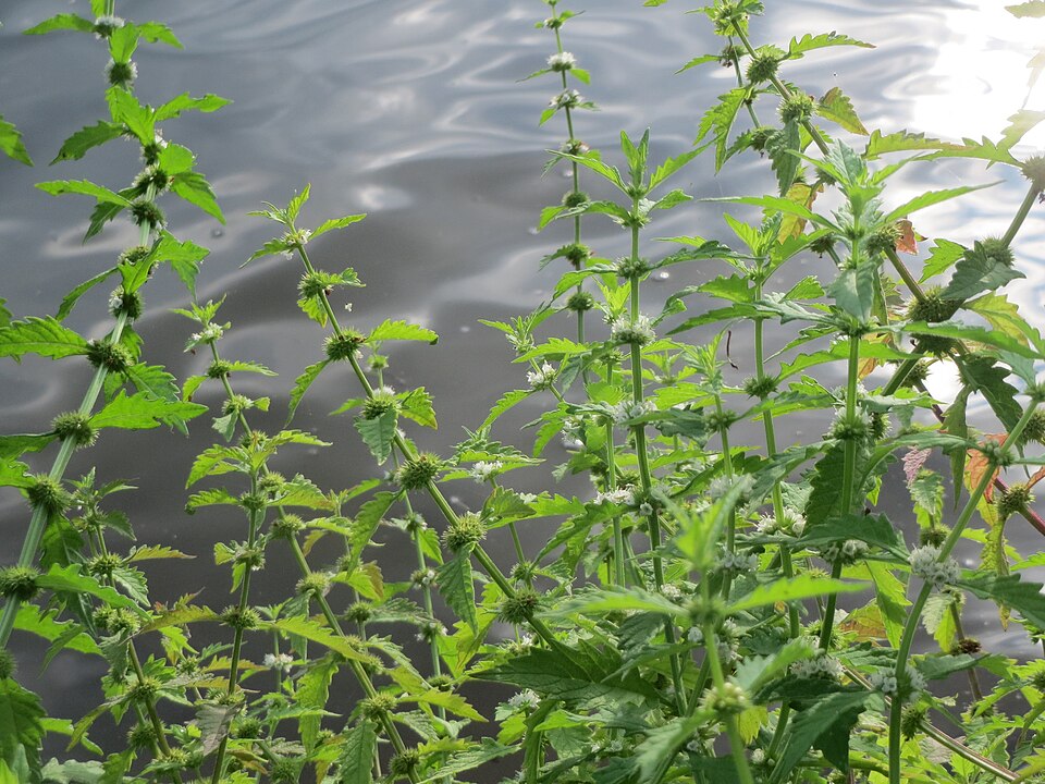 Lycopus europaeus (European water-horehound)
