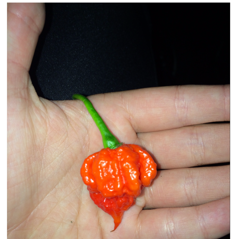 Capsicum chinense 'Carolina Reaper' (Carolina Reaper) (alternate view 2)
