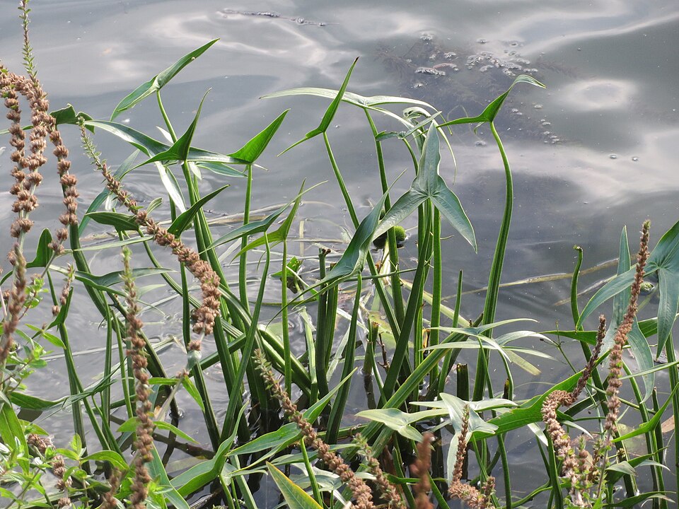 Sagittaria sagittifolia (Arrowhead)