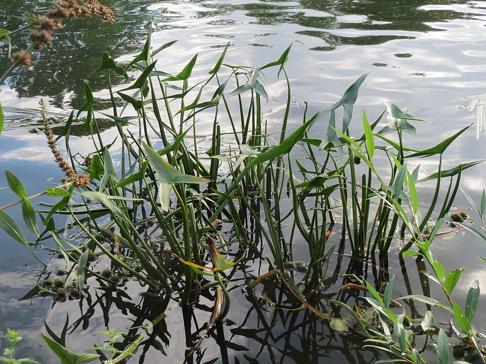 Sagittaria sagittifolia (Arrowhead)