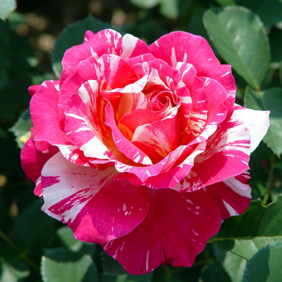Rosa 'Maurice Utrillo' (Maurice Utrillo Rose) (alternate view 4)