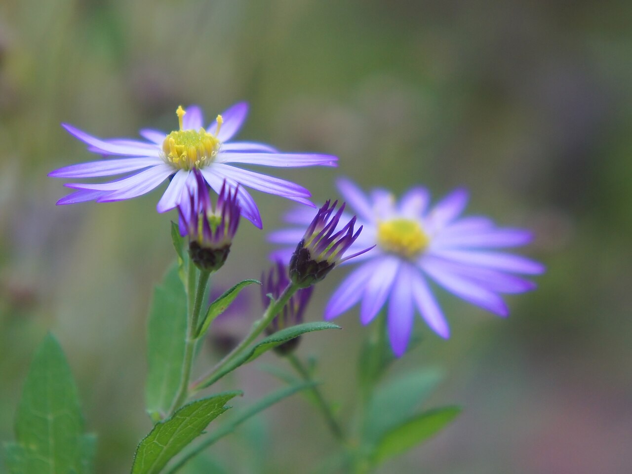 Aster tataricus, Tatarian aster — spreading deciduous (Asteraceae) (image 8 of 10)