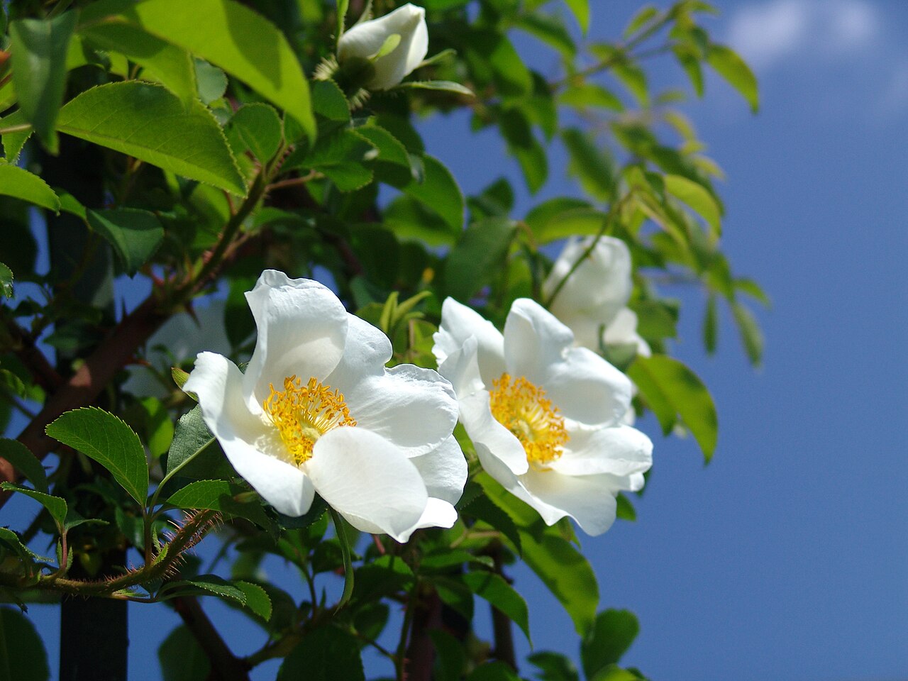 Rosa laevigata, Cherokee rose — climbing semi-evergreen (Rosaceae) (image 6 of 10)