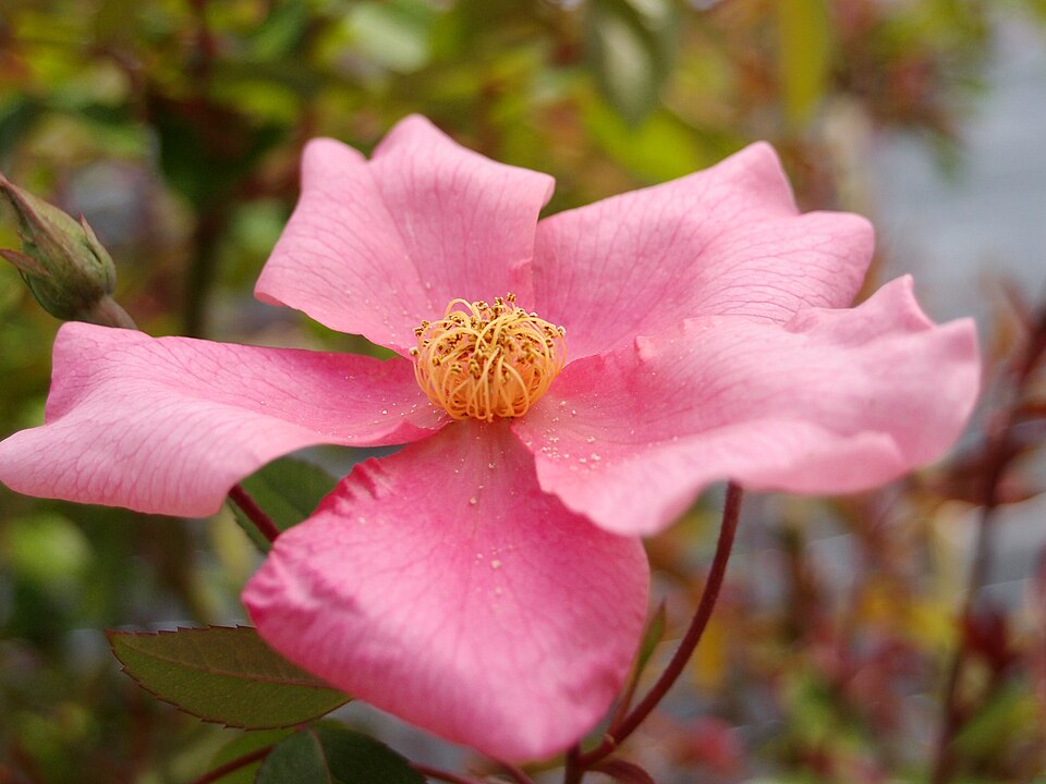 Rosa odorata 'Mutabilis' (Mutabilis Rose) (alternate view 5)
