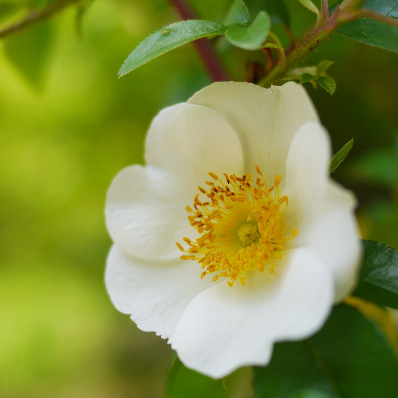 Rosa laevigata, Cherokee rose — climbing semi-evergreen (Rosaceae) (image 7 of 10)