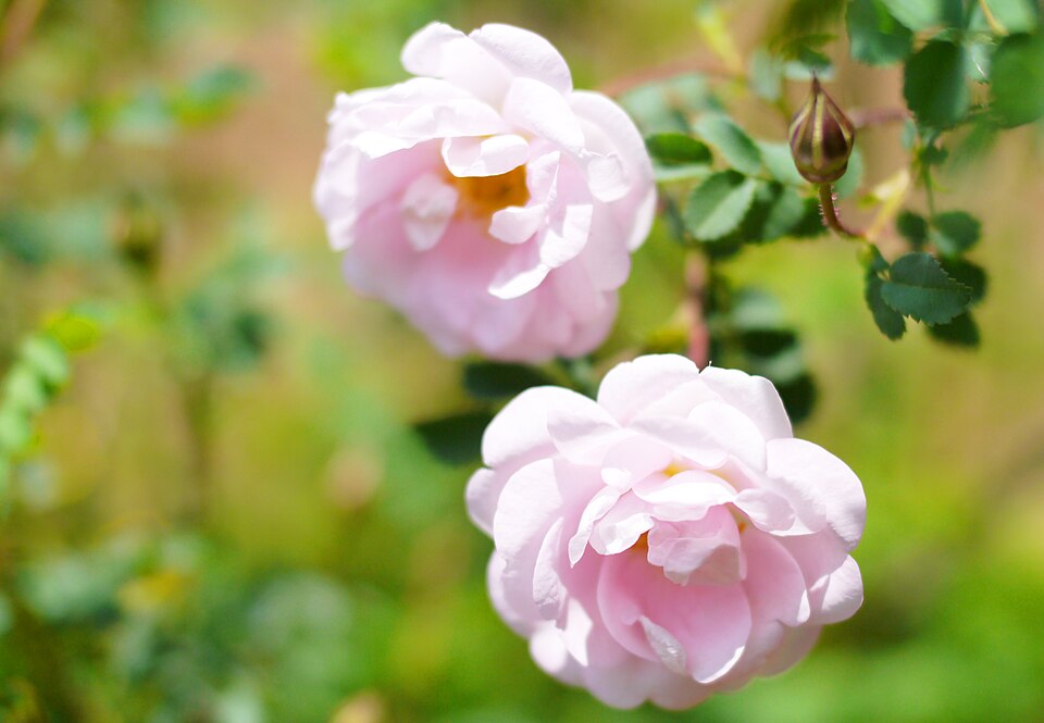 Rosa spinosissima 'Falkland'