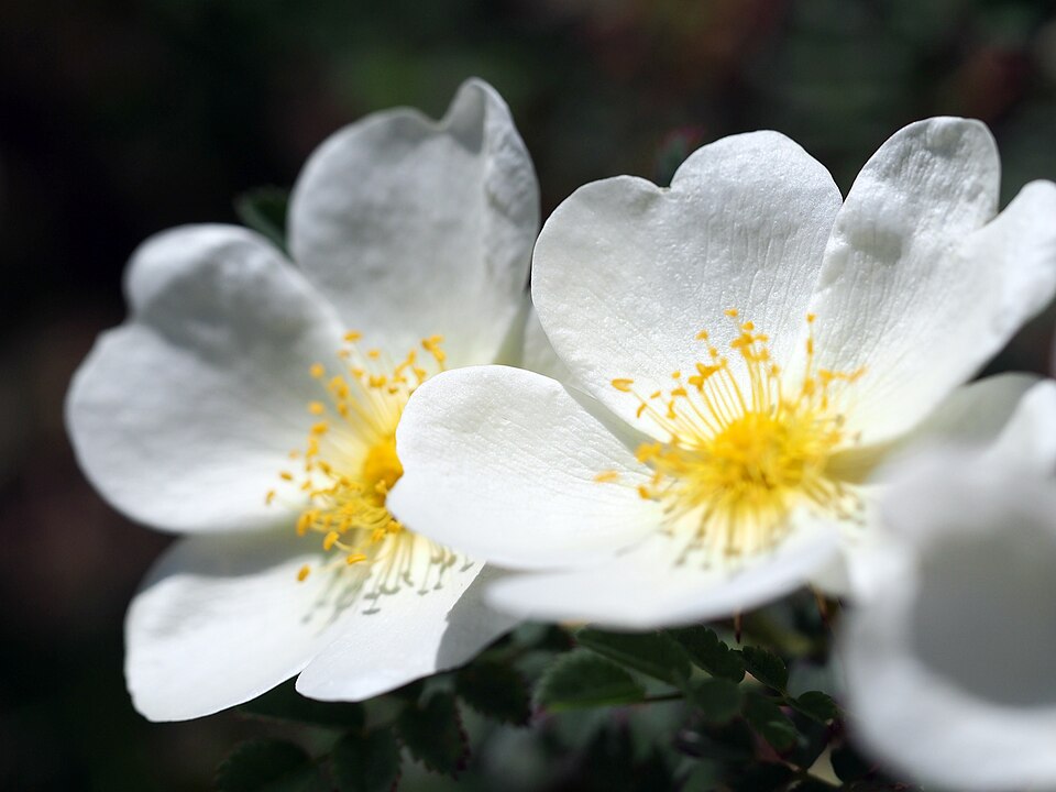 Rosa spinosissima 'Dunwich Rose' (alternate view 2)