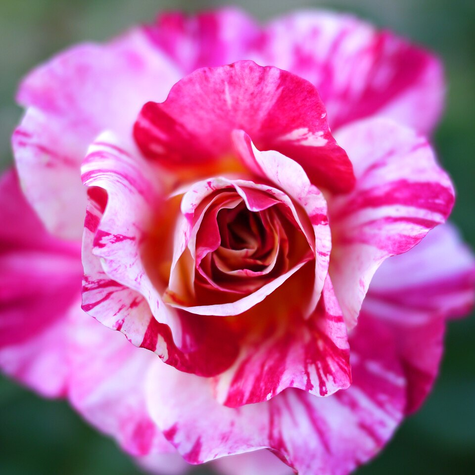 Rosa 'Maurice Utrillo' (Maurice Utrillo Rose) (alternate view 5)