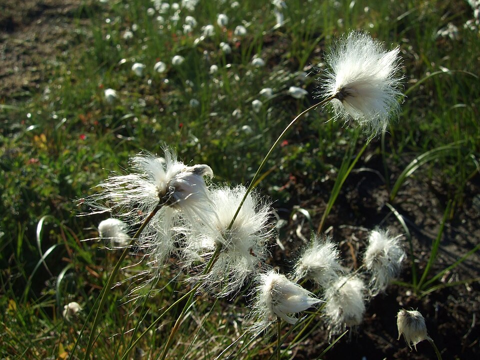 Eriophorum vaginatum (tussock cottongrass)