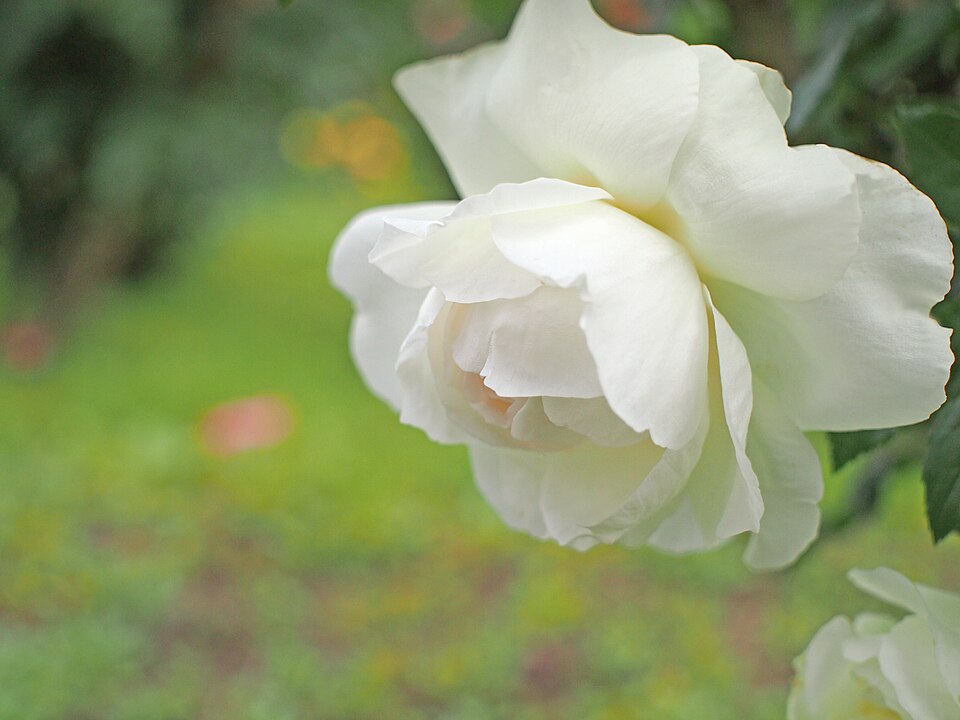 Rosa 'Bolero' (Bolero Rose)