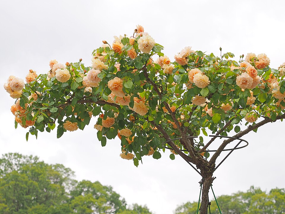 Rosa 'Buff Beauty' (Buff Beauty Rose) (alternate view 3)