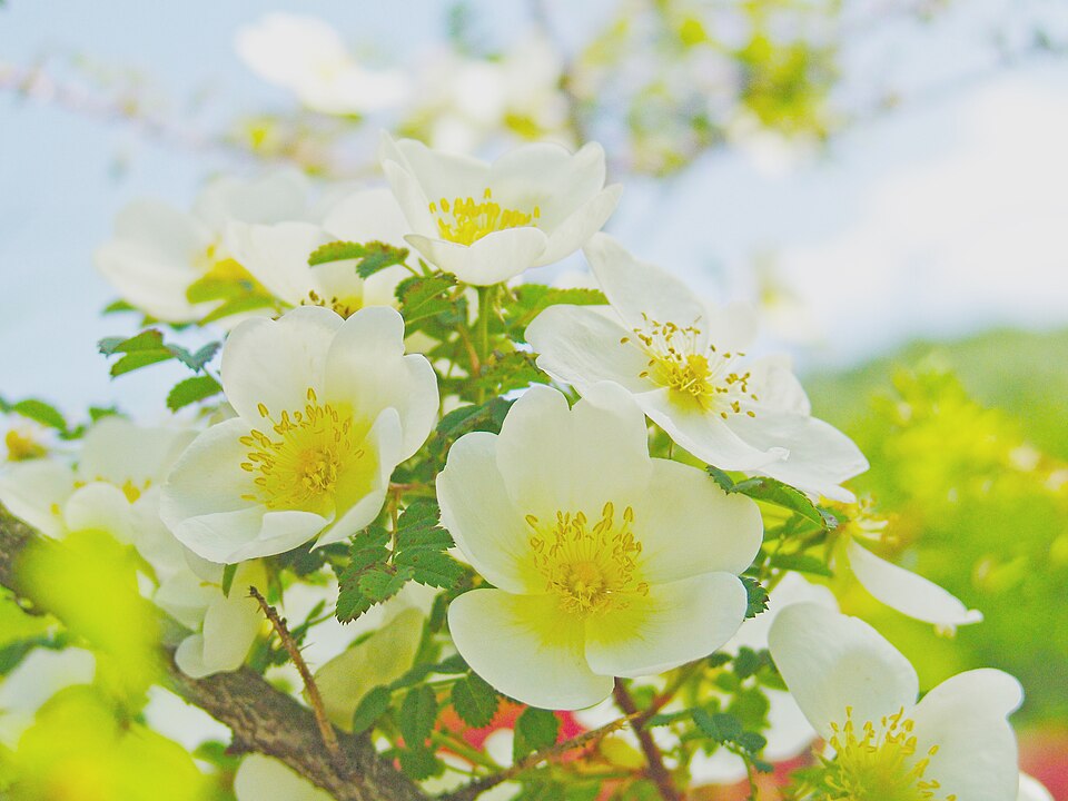 Rosa spinosissima 'Dunwich Rose' (alternate view 3)