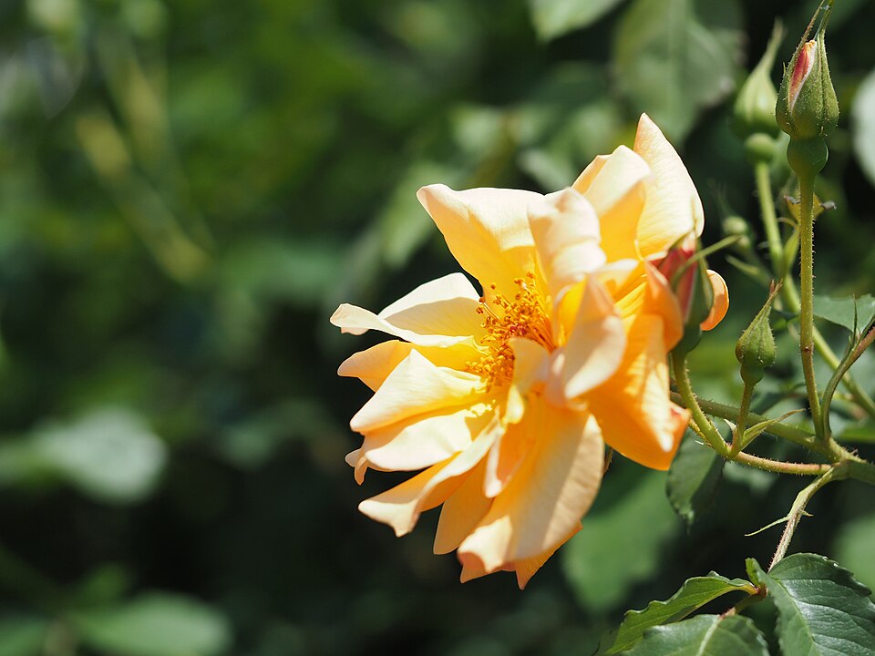 Rosa 'Autumn Sunset' (Autumn Sunset Rose)