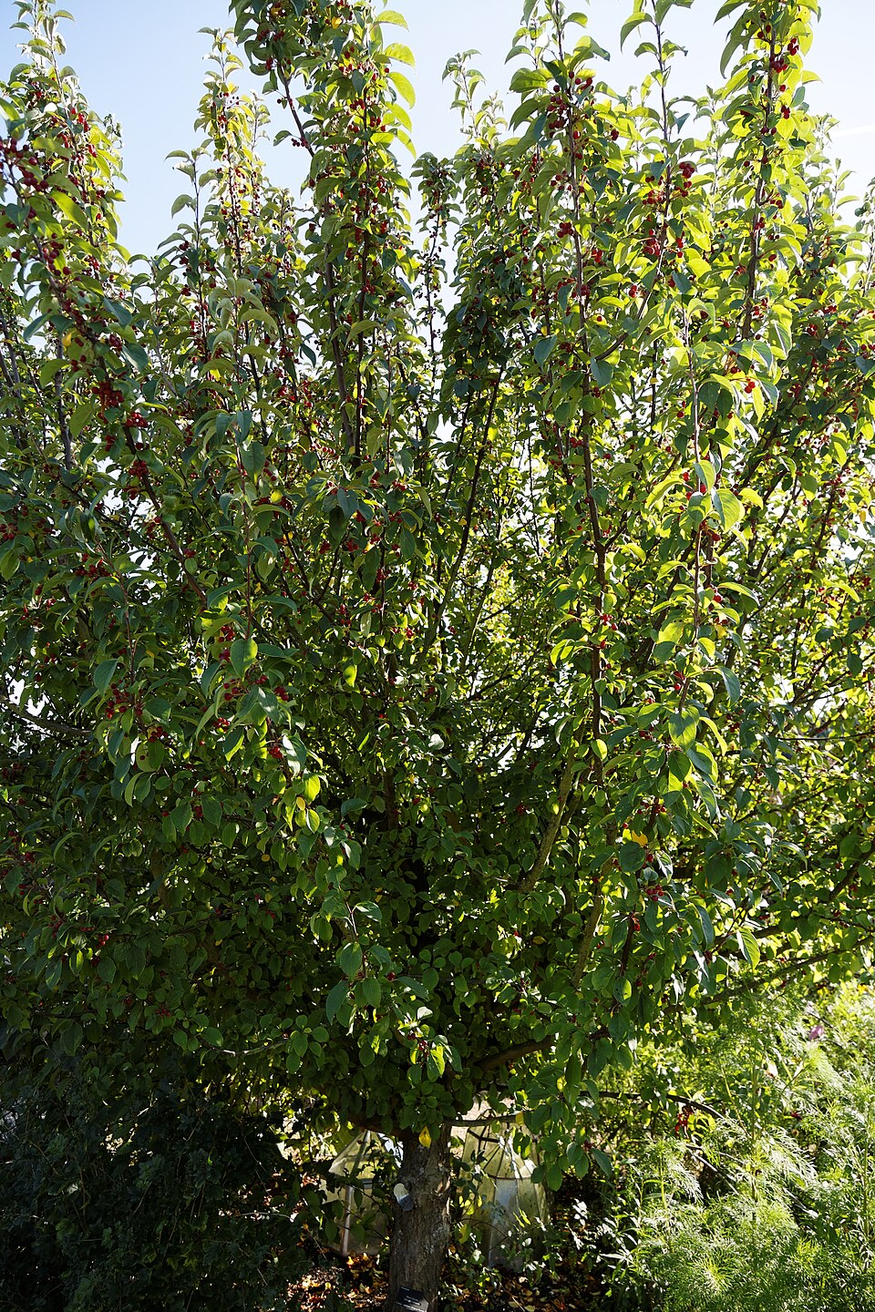 Malus baccata (Siberian crabapple)