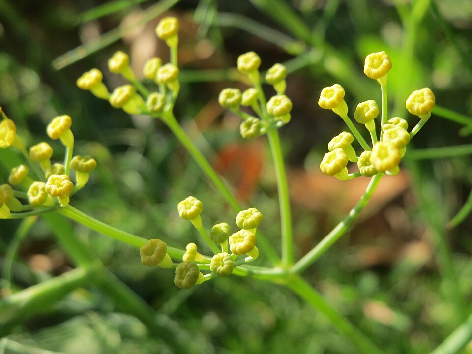 Anethum graveolens (Dill) (alternate view 7)