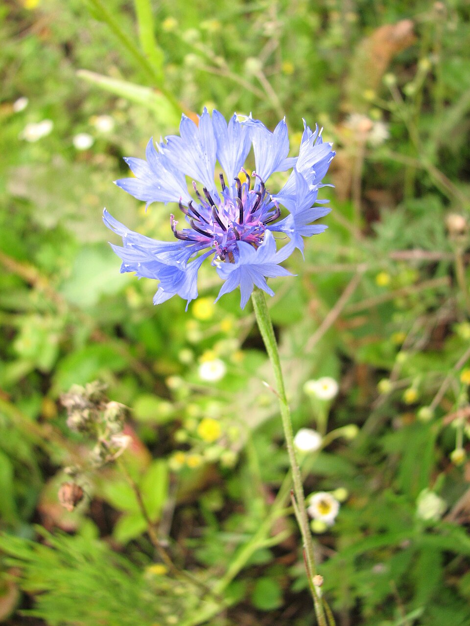 Centaurea cyanus (Cornflower)