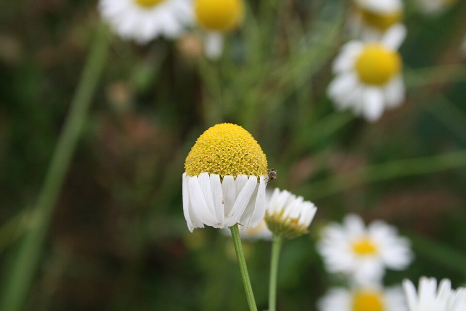 Tripleurospermum inodorum (scentless mayweed)