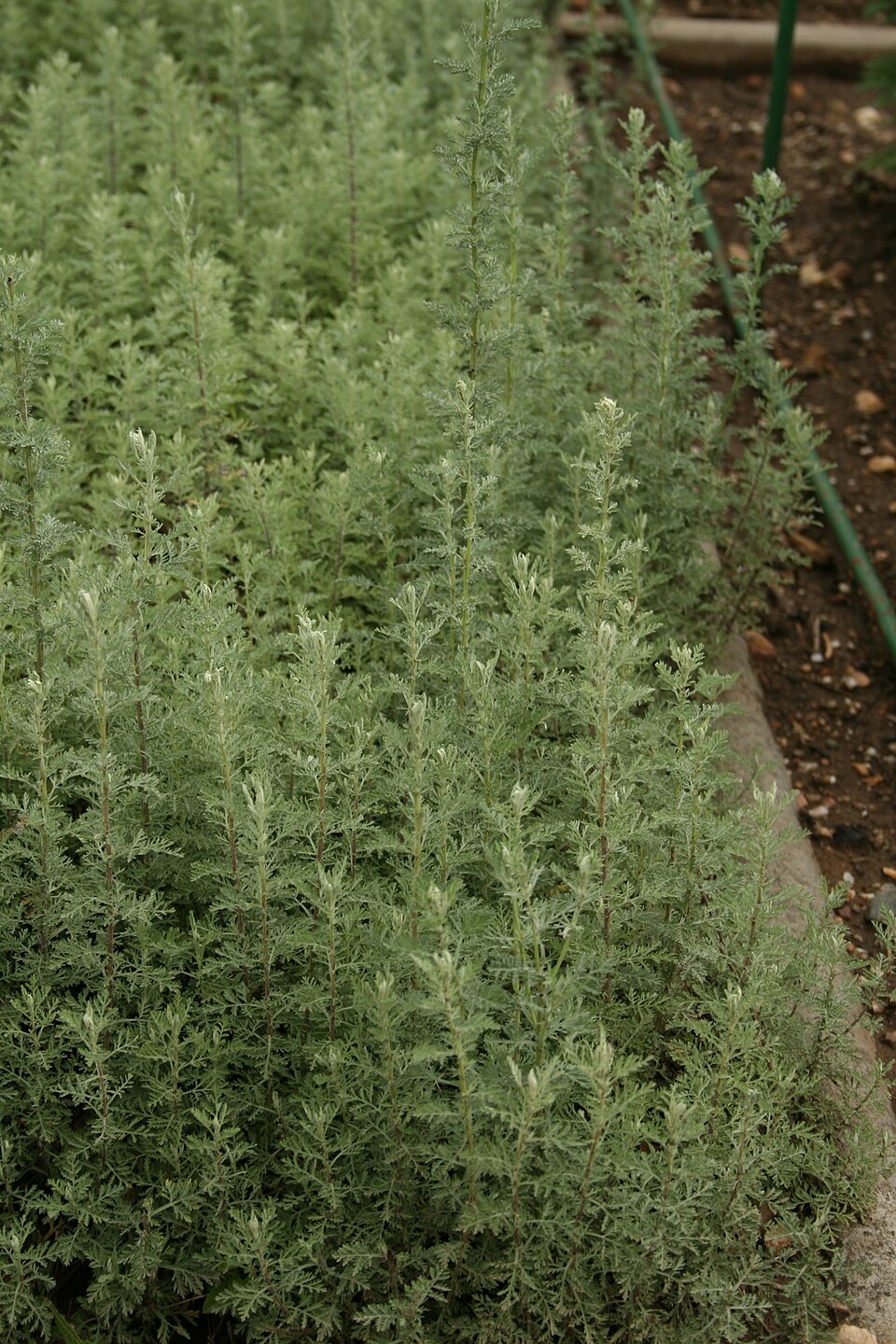 Artemisia pontica (Roman Wormwood) (alternate view 10)