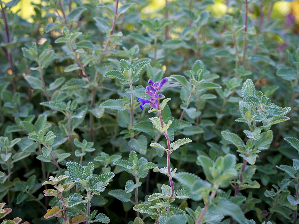 Nepeta (catmints) (alternate view 9)