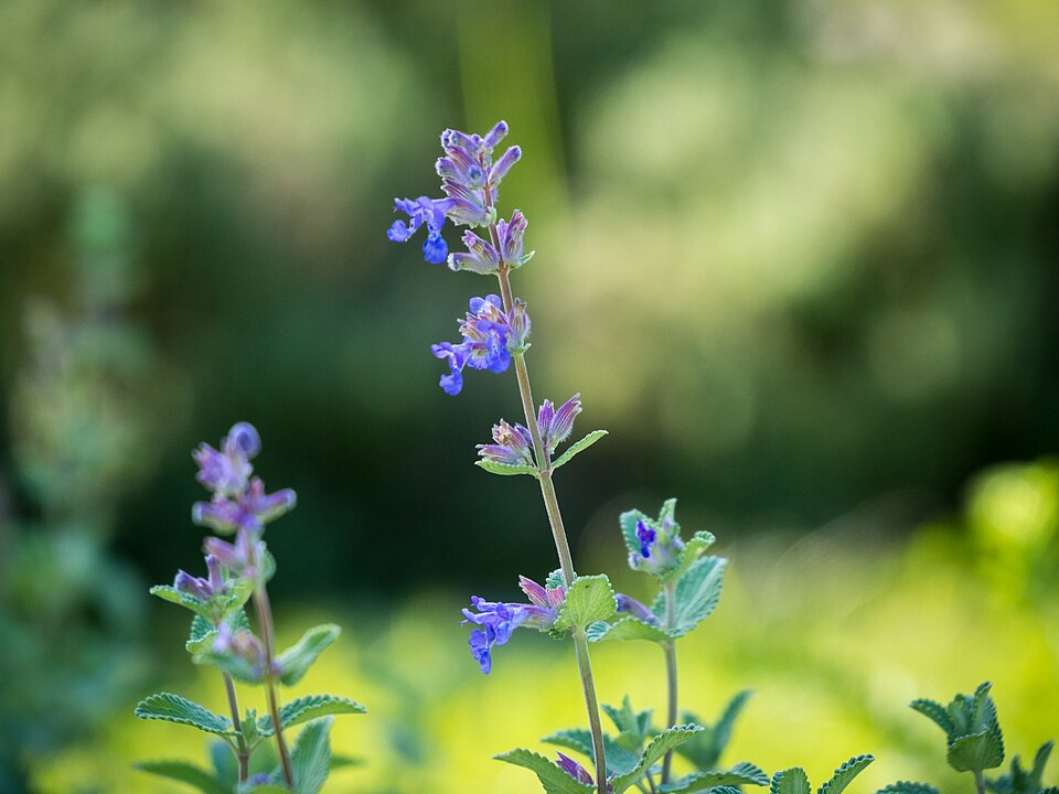 Nepeta (catmints) (alternate view 11)