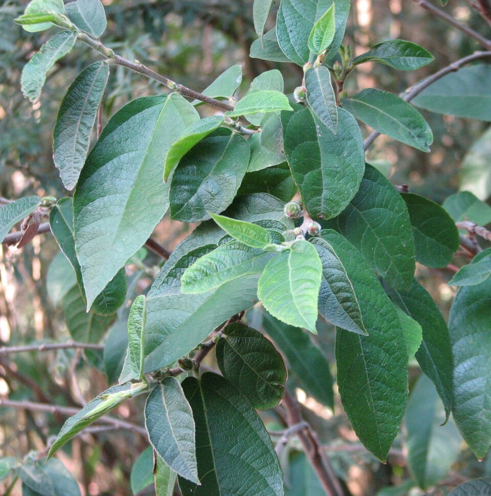 Ficus coronata (creek sandpaper fig)