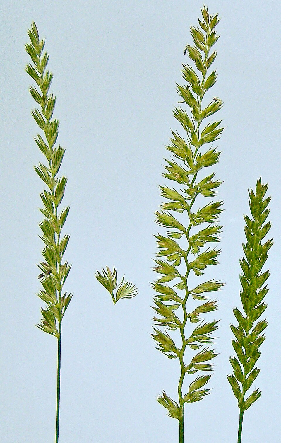 Cynosurus cristatus (crested dogtail grass)
