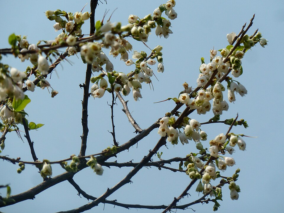 Halesia carolina (Carolina silverbell) (alternate view 10)