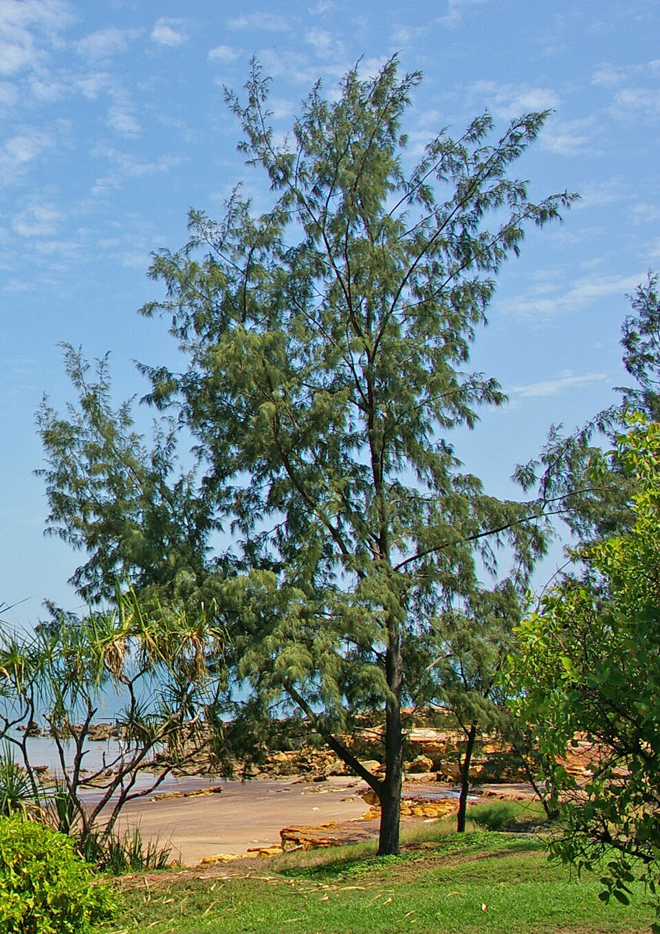 Casuarina equisetifolia (Beach Sheoak) (alternate view 2)