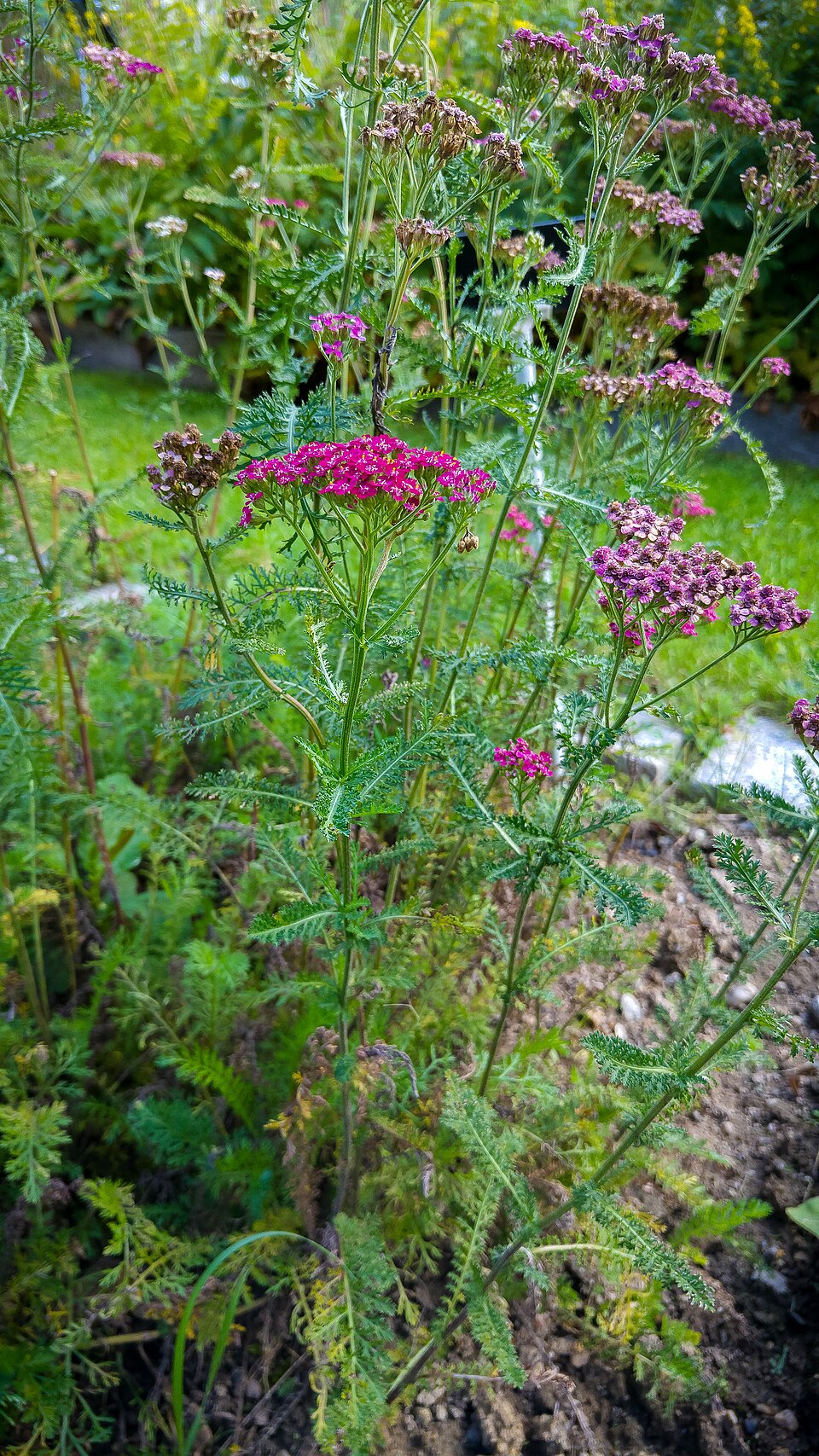 Achillea millefolium 'Cerise Queen'