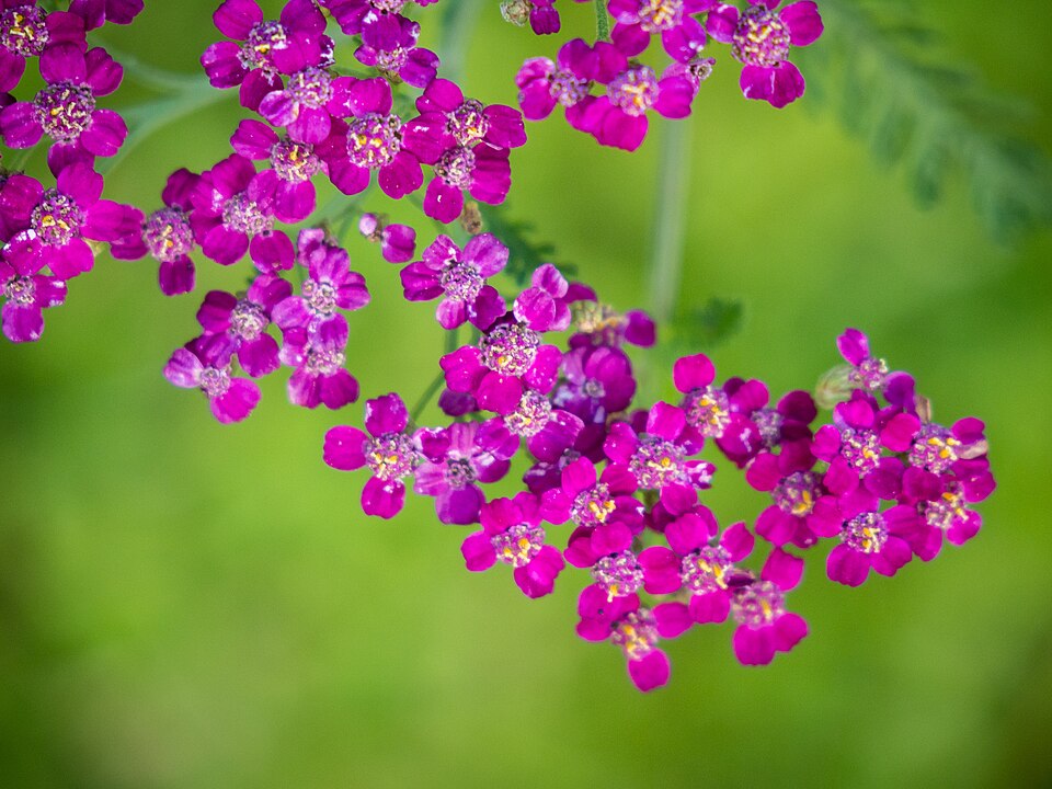 Achillea millefolium 'Cerise Queen' (alternate view 2)