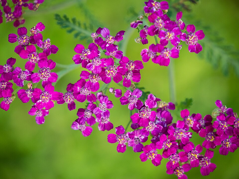 Achillea millefolium 'Cerise Queen' (alternate view 3)