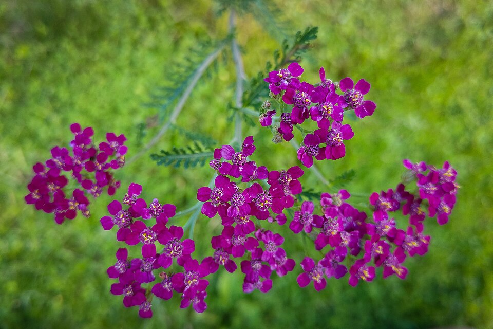 Achillea millefolium 'Cerise Queen' (alternate view 4)