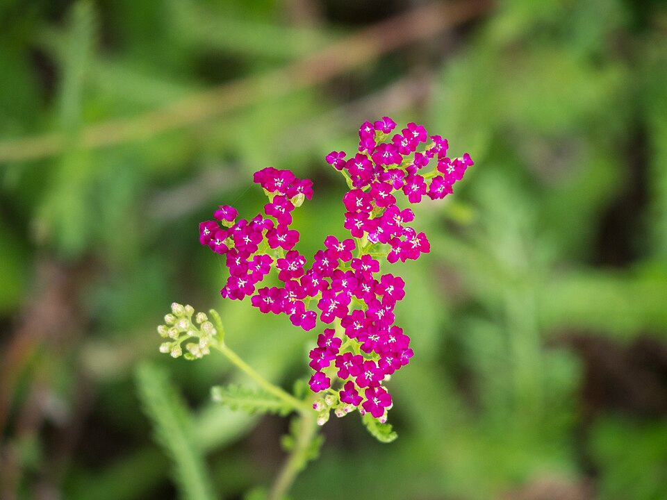 Achillea millefolium 'Cerise Queen' (alternate view 5)