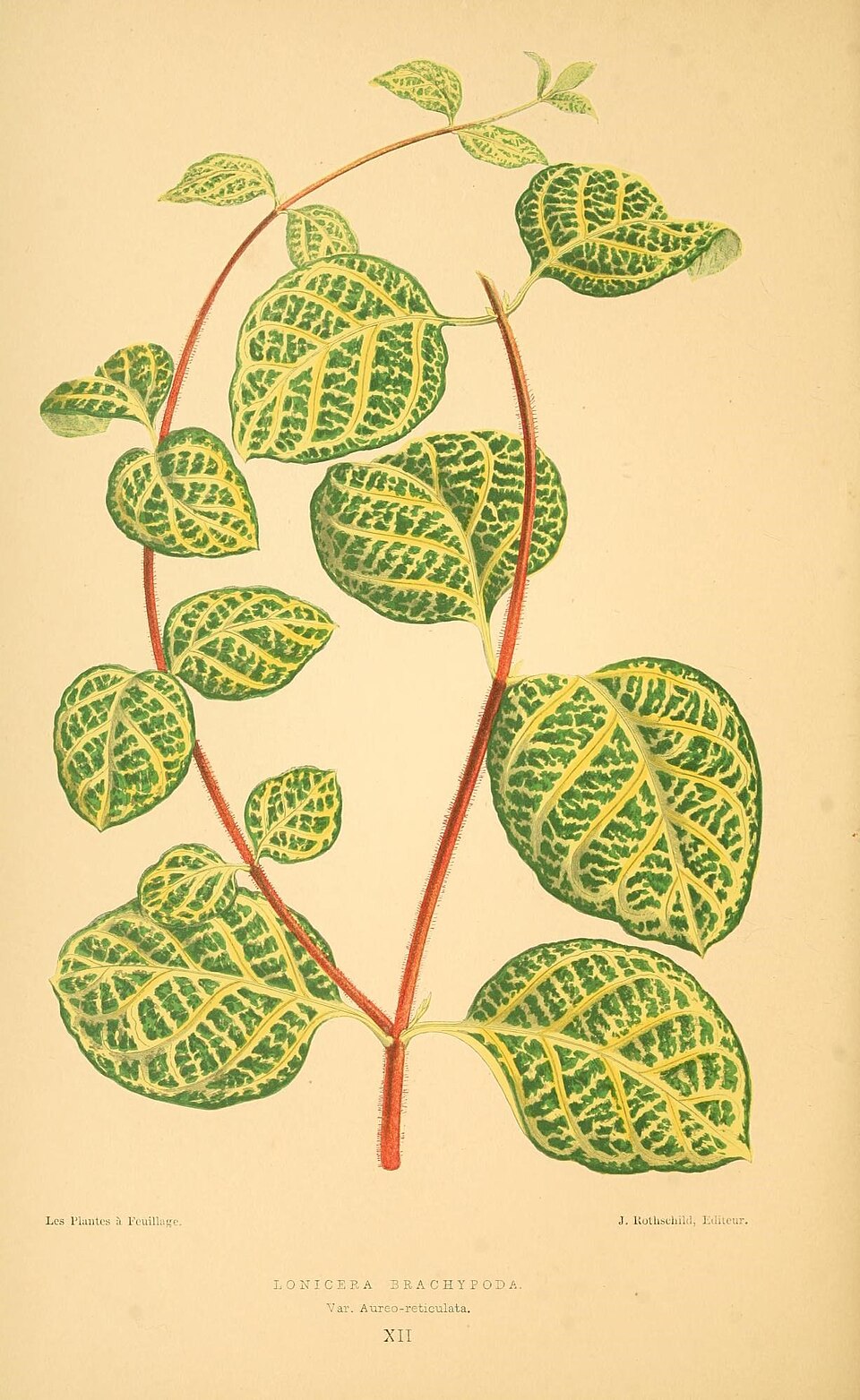 Lonicera japonica 'Aureoreticulata' (Golden Net Honeysuckle) (alternate view 2)