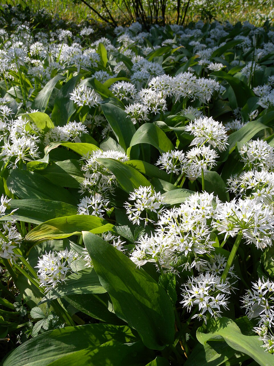 Allium ursinum (Ramsons)