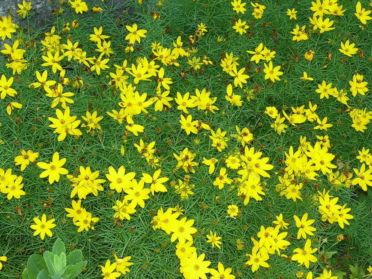 Coreopsis verticillata, Threadleaf coreopsis — spreading deciduous (Asteraceae) (image 3 of 10)
