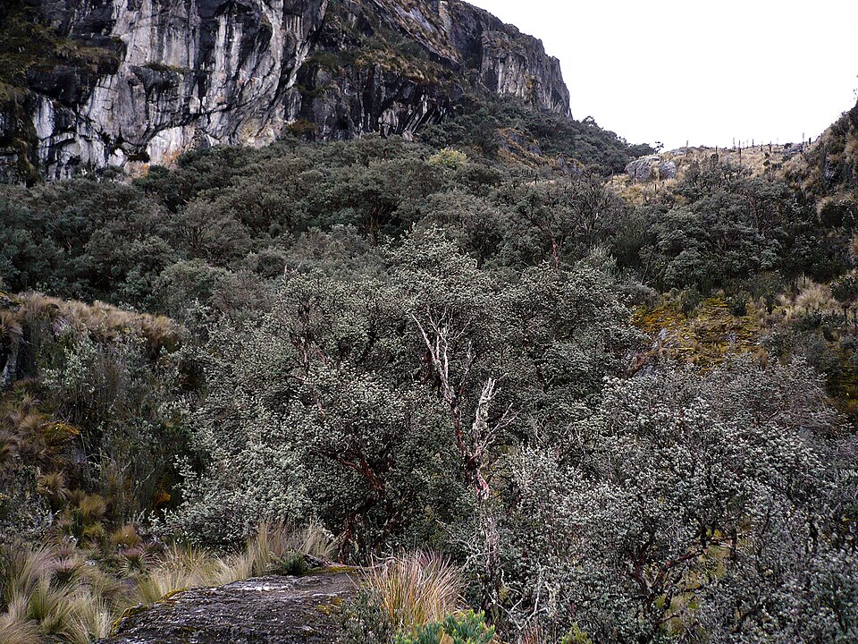 Polylepis (queñua and allies) (alternate view 2)