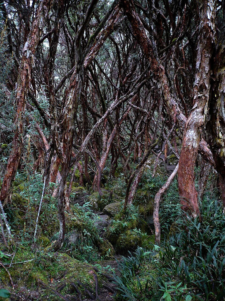 Polylepis (queñua and allies) (alternate view 3)
