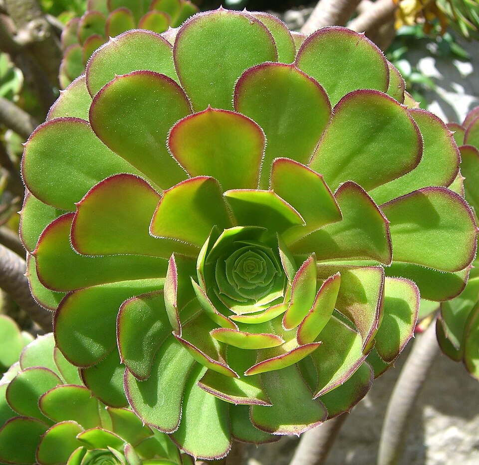 Aeonium arboreum (Tree Aeonium) (alternate view 5)