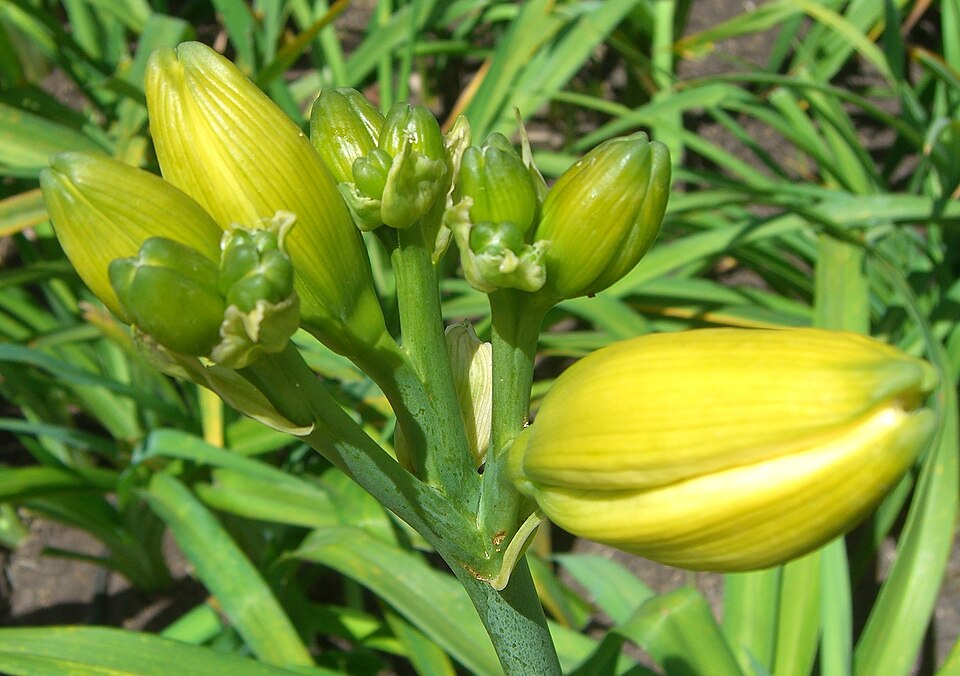 Hemerocallis lilioasphodelus (yellow daylily) (alternate view 10)