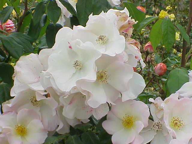Rosa 'Sally Holmes' (Sally Holmes Rose)