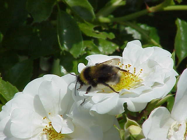 Rosa 'Sander''s White Rambler' (Sanders' White Rambler)