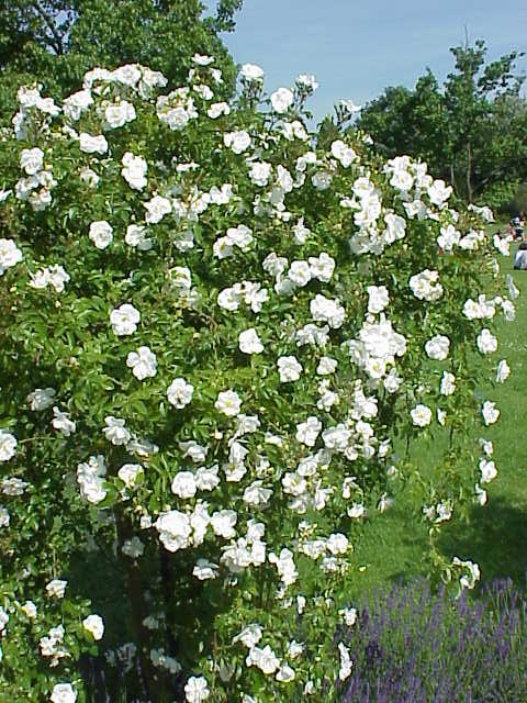 Rosa 'Sander''s White Rambler' (Sanders' White Rambler) (alternate view 2)