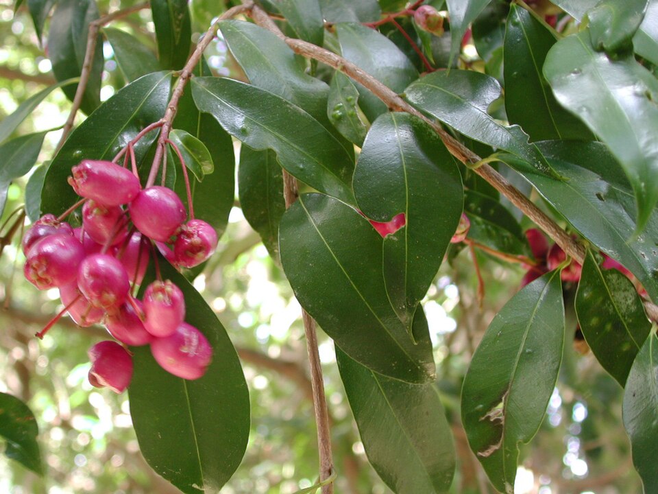 Syzygium australe (scrub cherry)