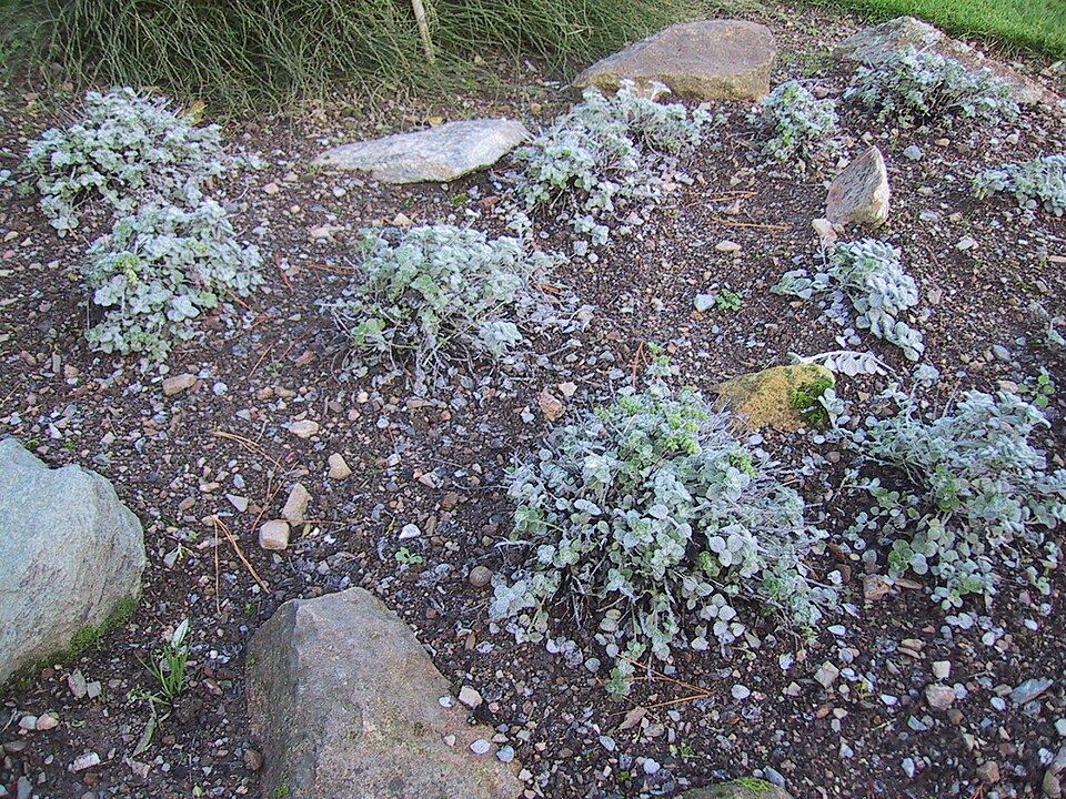 Origanum dictamnus (dittany of Crete) (alternate view 10)