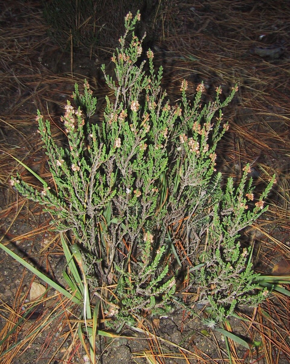 Calluna vulgaris (Scotch Heather) (alternate view 10)